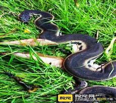 蛇鳞片由什么组成
