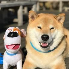 豆柴犬图片