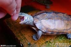 乌龟寿命有一万年吗