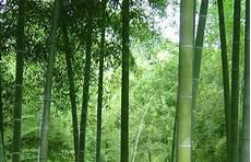 毛竹竹鞭种植技术