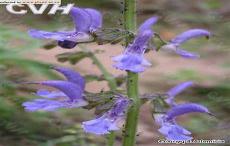 山鼠草瘟疫花哪里多