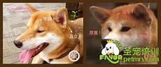 柴犬表情包