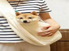 柴犬抬头表情